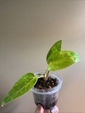 Philodendron Painted Lady - Rooted